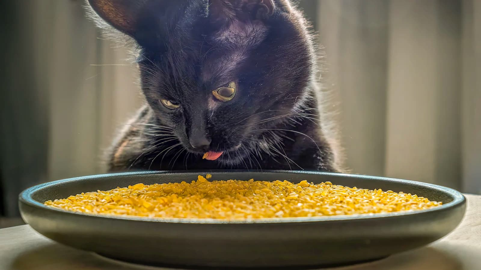 Bien nourrir son chat : croquettes, pâtée, ration ménagère, ce qui compte vraiment