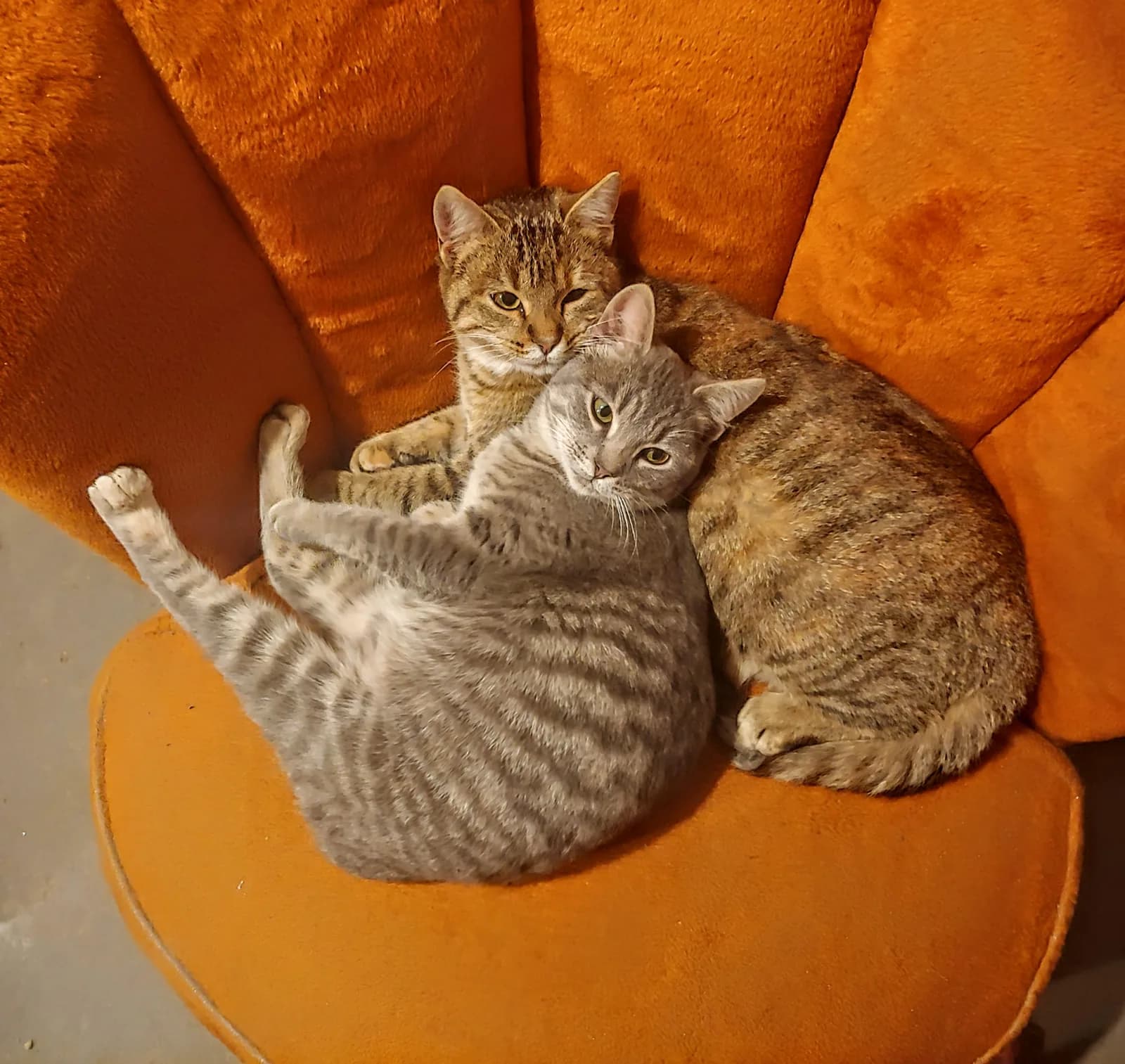 Faut-il assurer son chat ? Comment marche l'assurance santé chat et combien elle coûte
