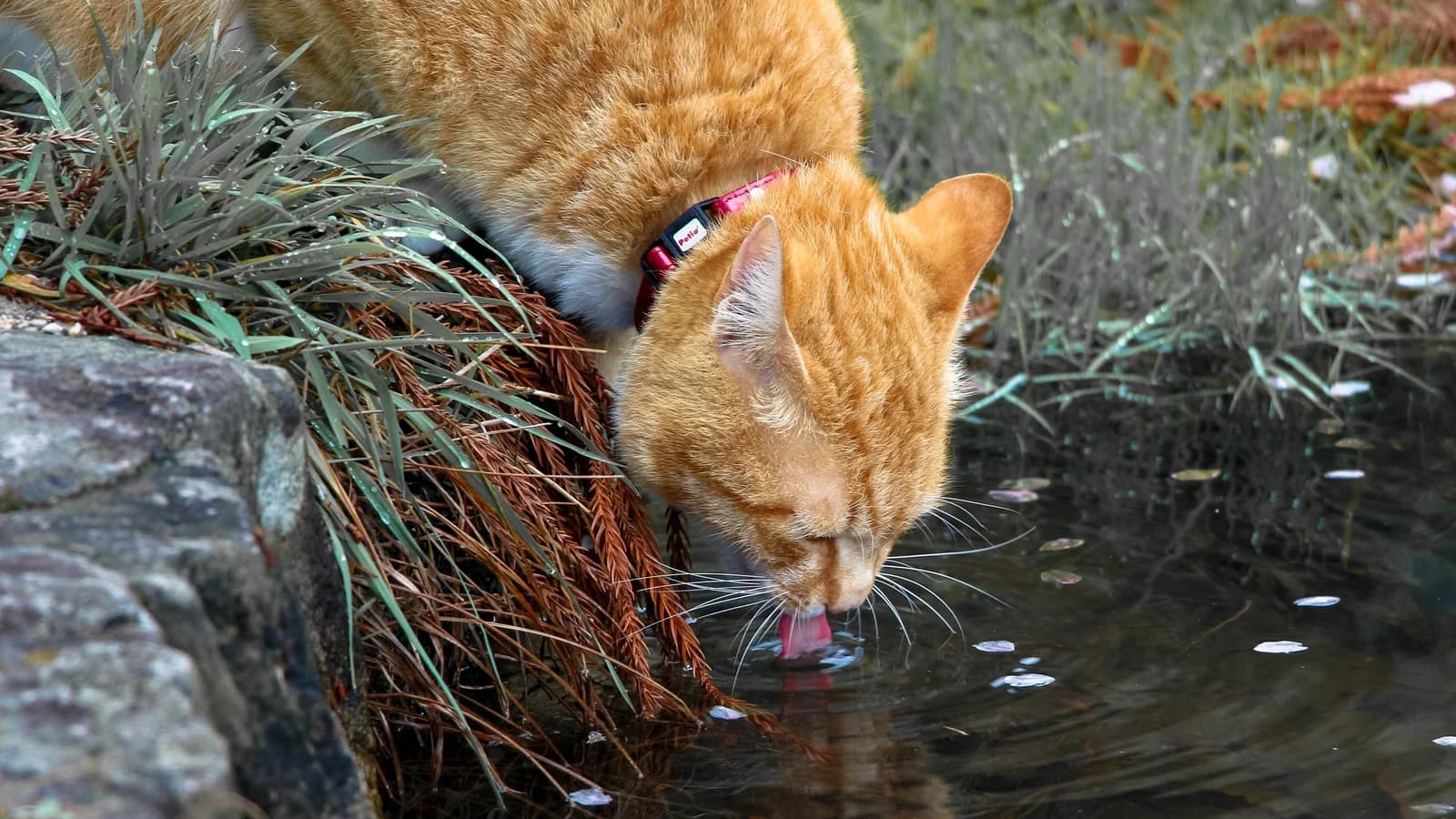 Chat qui boit beaucoup (et urine beaucoup) : ce que ça cache