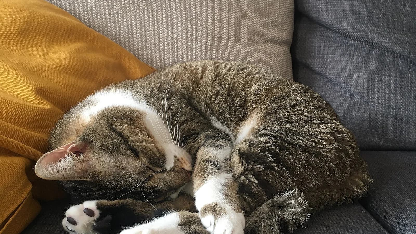 Mon chat a changé de comportement : les causes et quand s'inquiéter