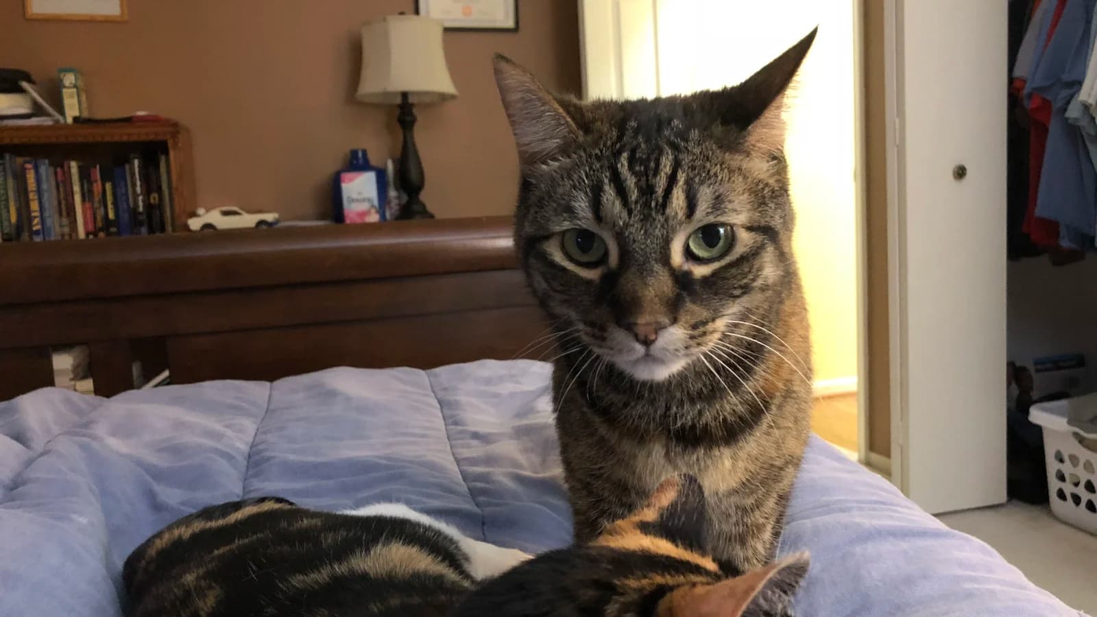 Faire cohabiter deux chats : réussir la présentation et apaiser les conflits