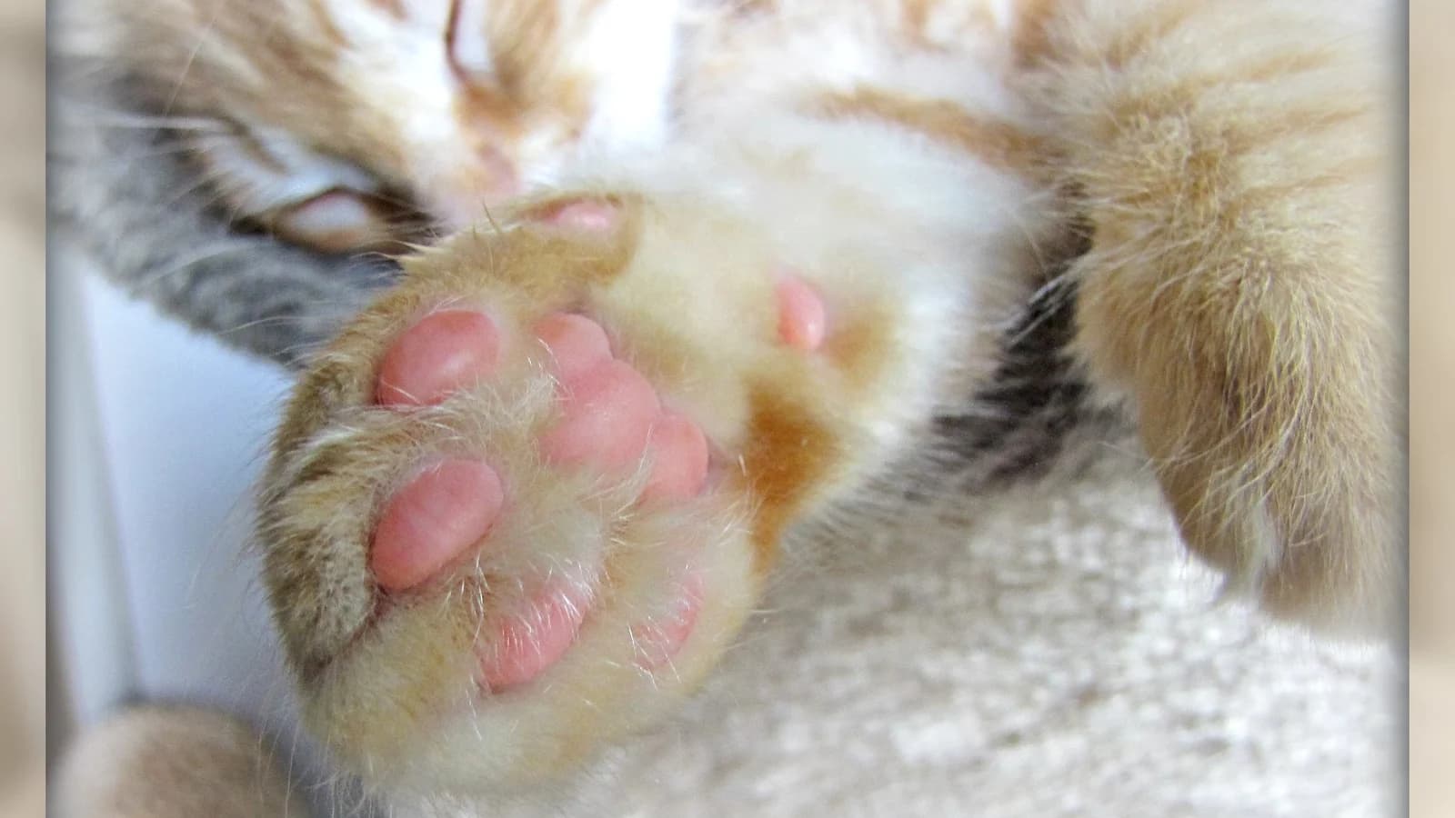 Gros plan sur les coussinets roses d'un chat