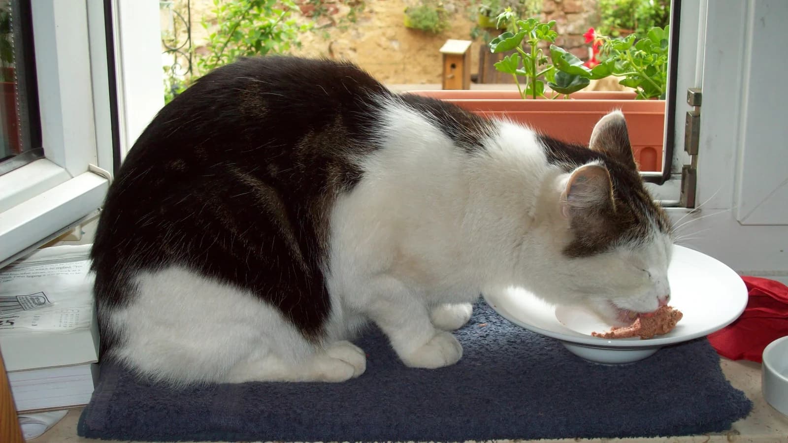Croquettes pour chat: comment bien les choisir