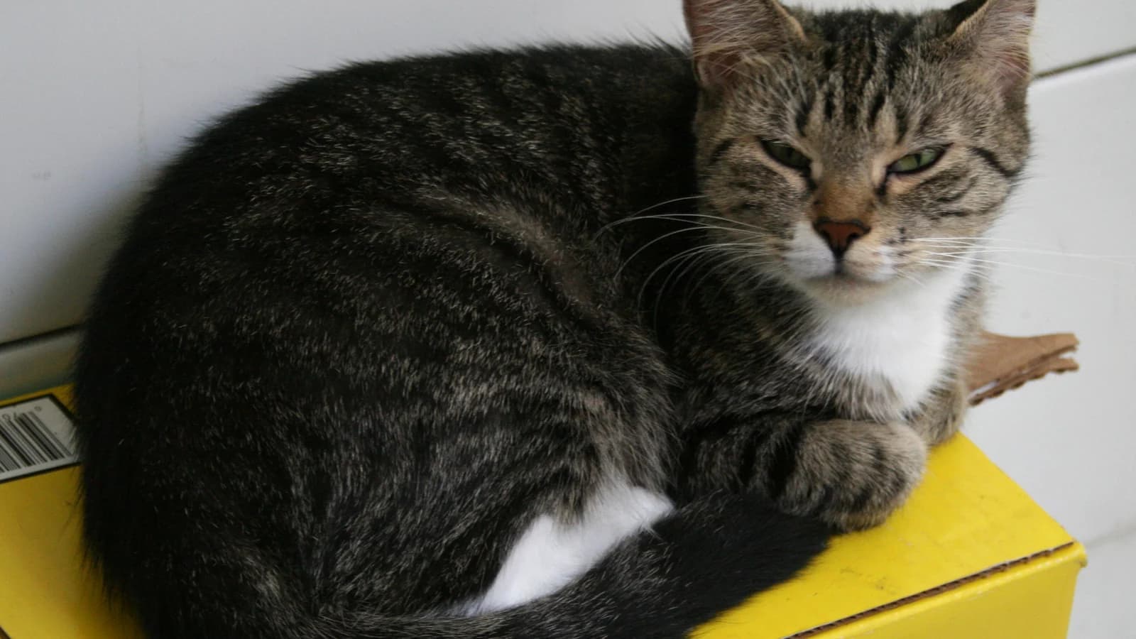 Cystite et troubles urinaires du chat : comprendre la FLUTD et reconnaître l'urgence
