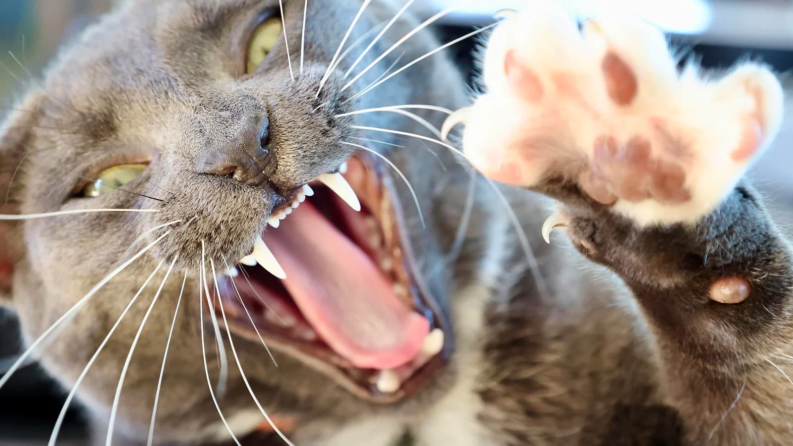 La santé dentaire du chat : tartre, gingivite, résorptions et détartrage