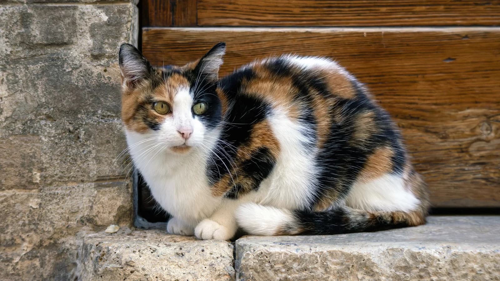 Le diabète sucré du chat : symptômes, traitement et rémission possible