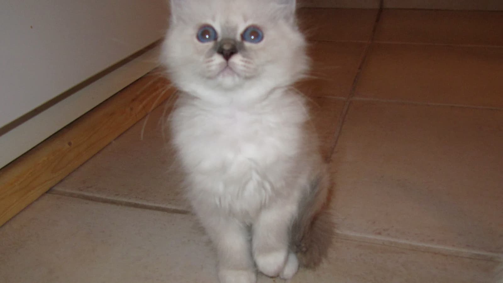 Chaton bleu-crème assis, attentif