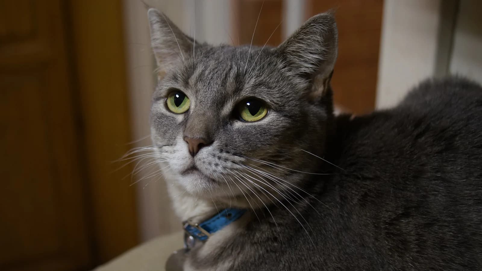 Chat tigré argenté en bonne santé