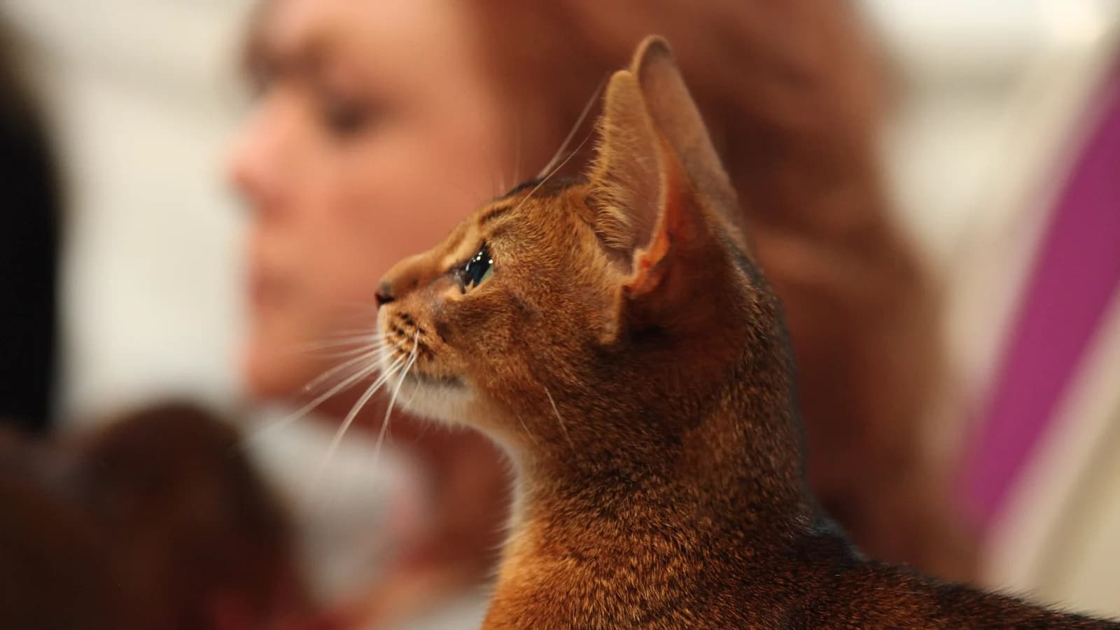 Chat qui éternue : causes, coryza et quand s'inquiéter