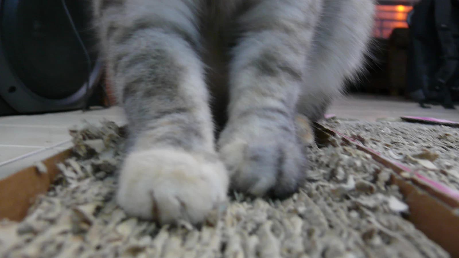 Le chat qui griffe les meubles : pourquoi, et comment le rediriger vers un griffoir