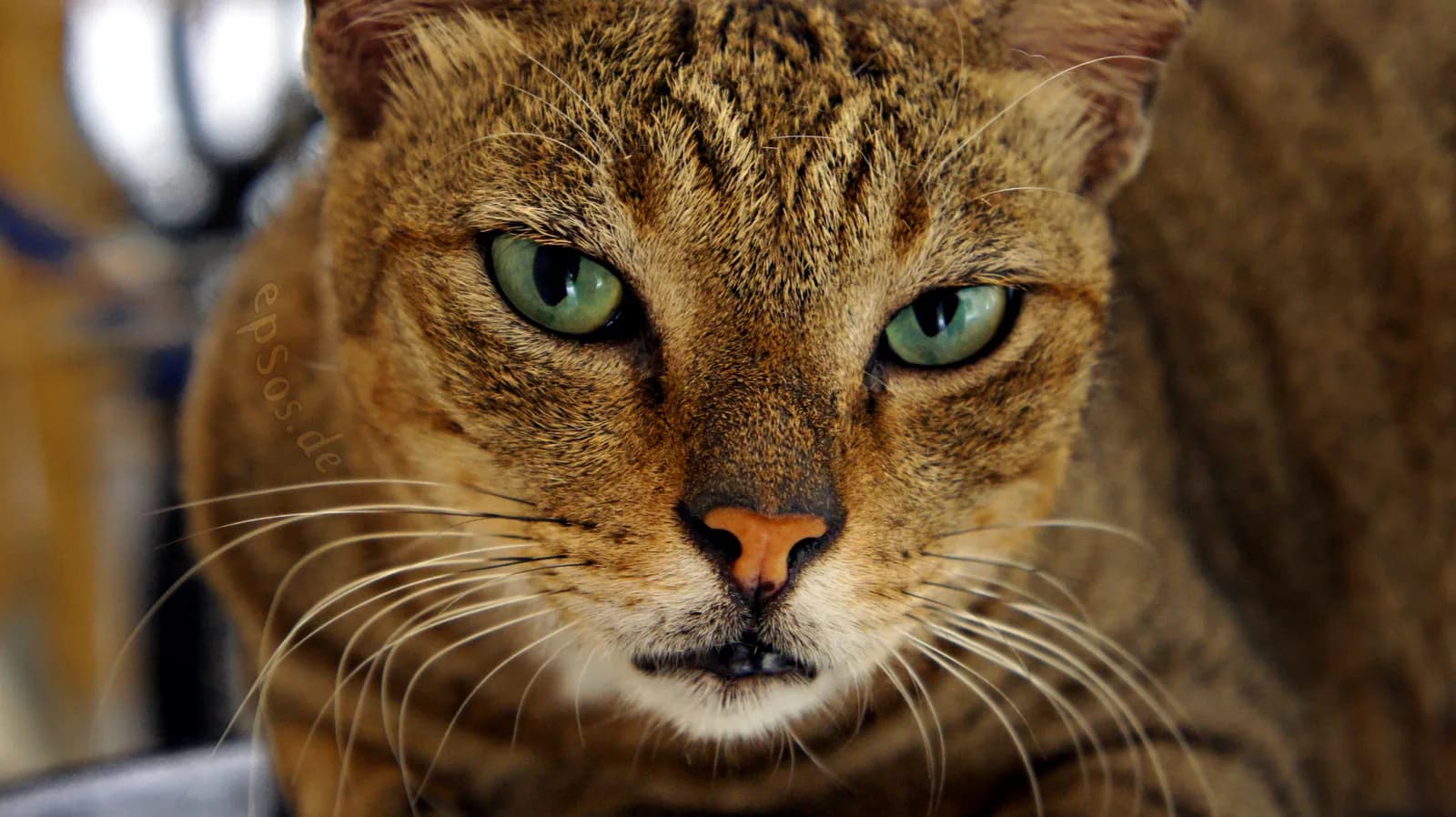 La cardiomyopathie hypertrophique (HCM) du chat : la maladie du cœur qu'on ne voit pas venir