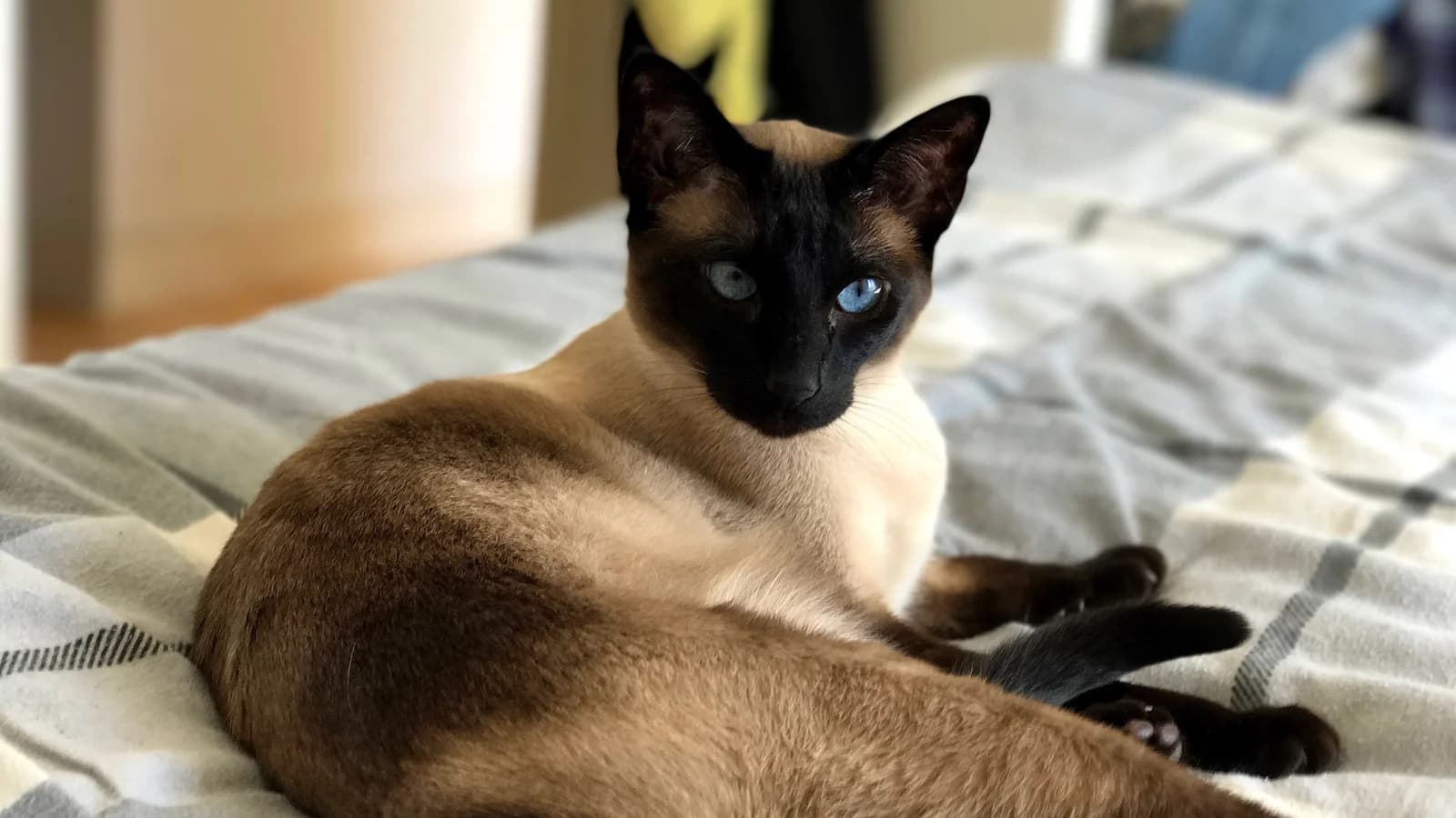 Hyperthyroïdie du chat âgé : symptômes, diagnostic et traitements