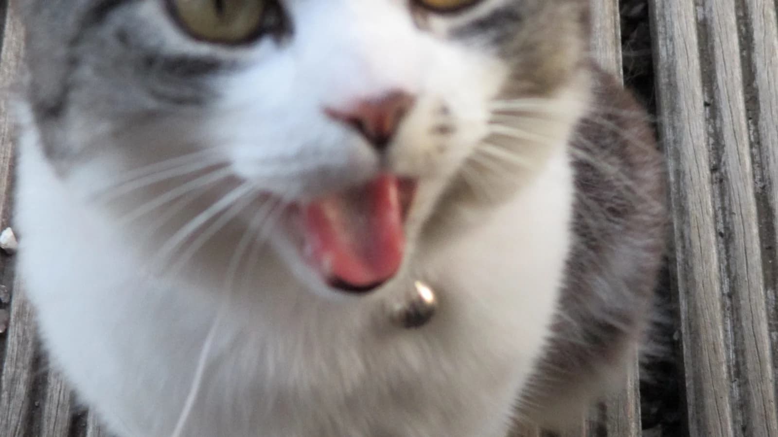 Le langage du chat : miaulements, ronronnement et langage du corps