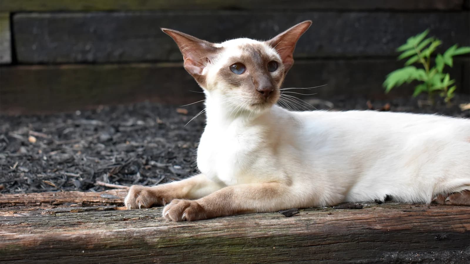 Chat qui maigrit : pourquoi, et quand s'en inquiéter