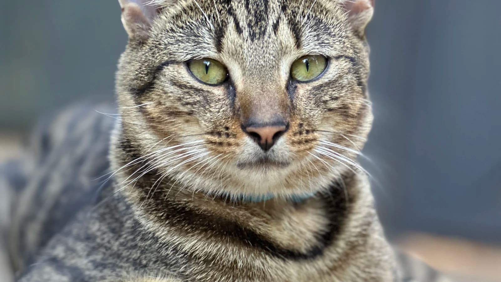 Portrait d'un chat tigré aux longues moustaches
