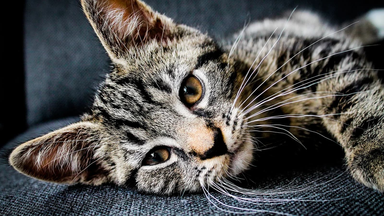 Mon chat ne mange plus : causes, urgence et que faire