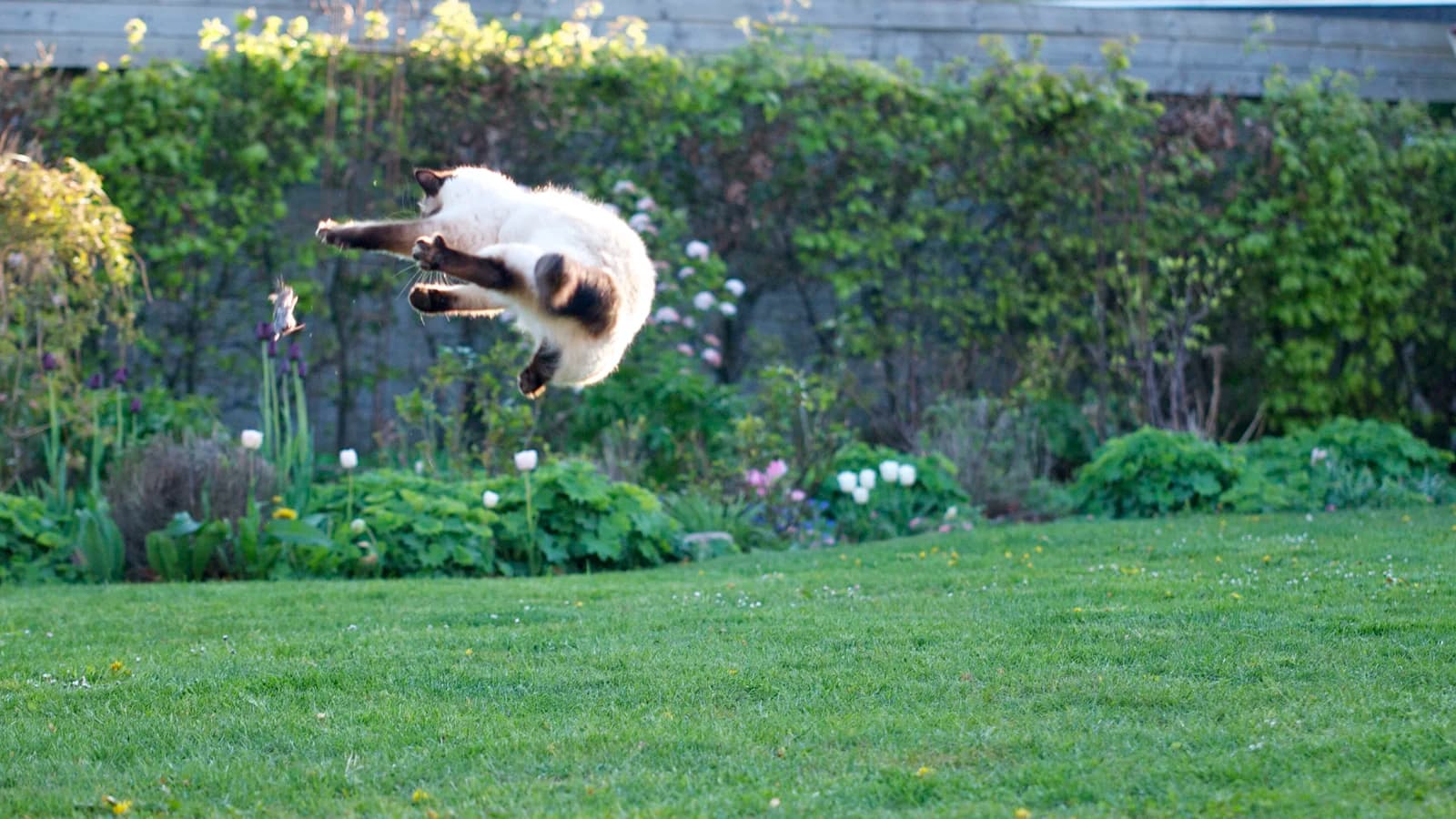 Chat bondissant dans les airs dans un jardin