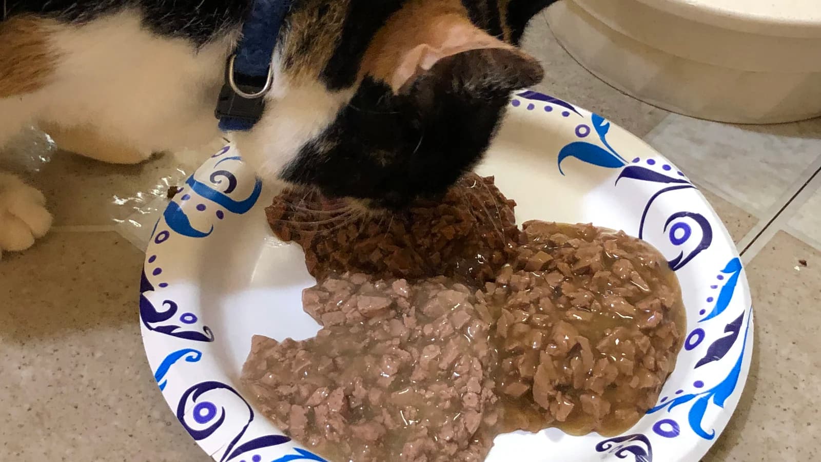La pâtée pour chat : intérêt, comment bien la choisir, faut-il en donner tous les jours ?