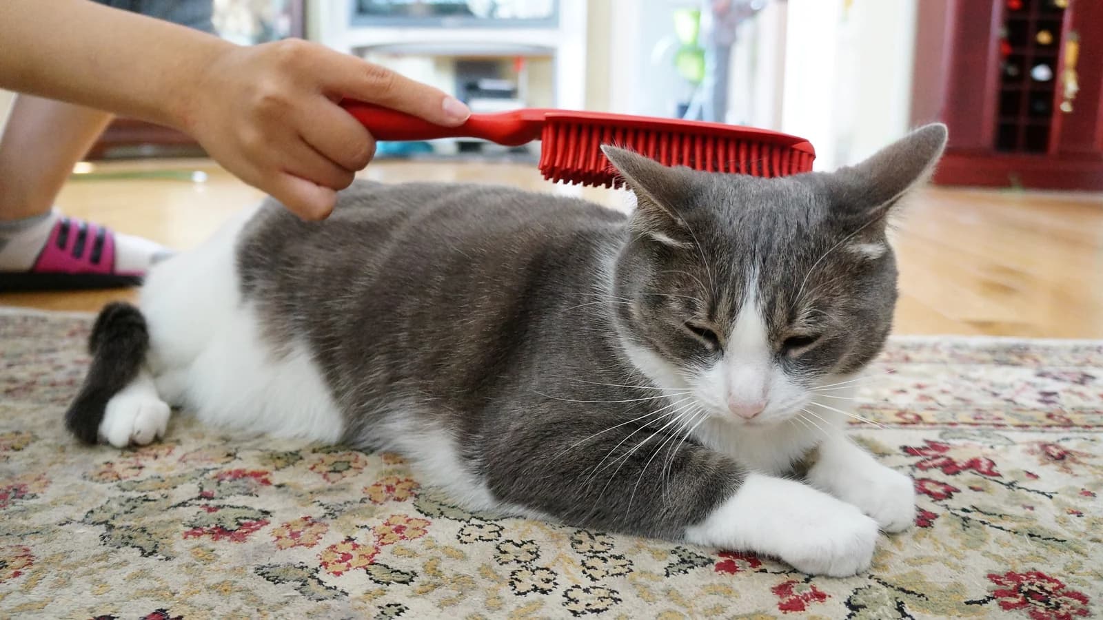 Chat qui perd ses poils : mue normale ou problème ?