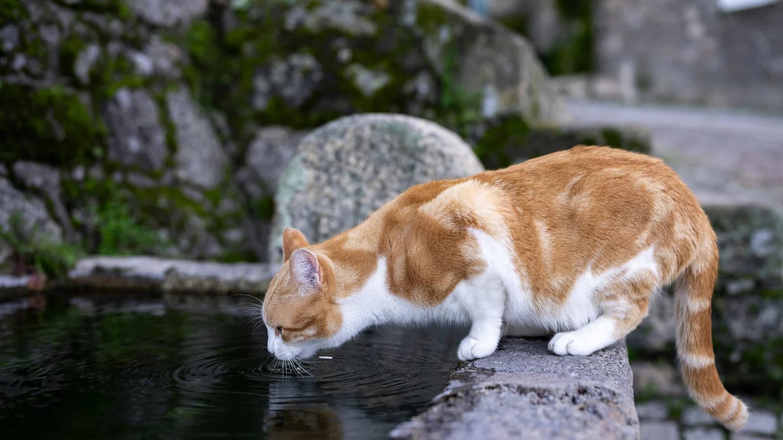 Polykystose rénale et insuffisance rénale du chat : comprendre, dépister, accompagner