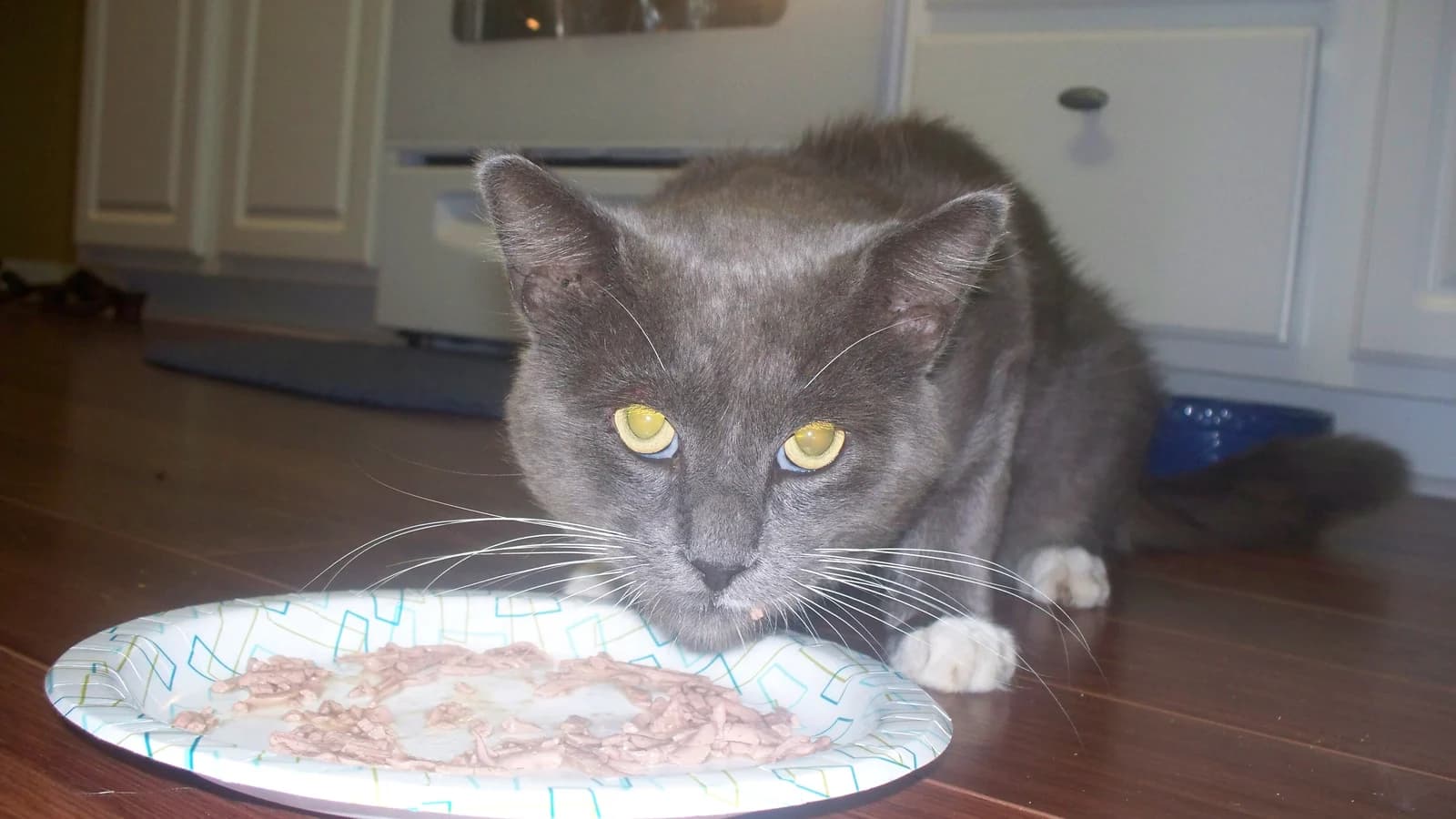 Quelle quantité de nourriture pour un chat, et combien de repas par jour ?