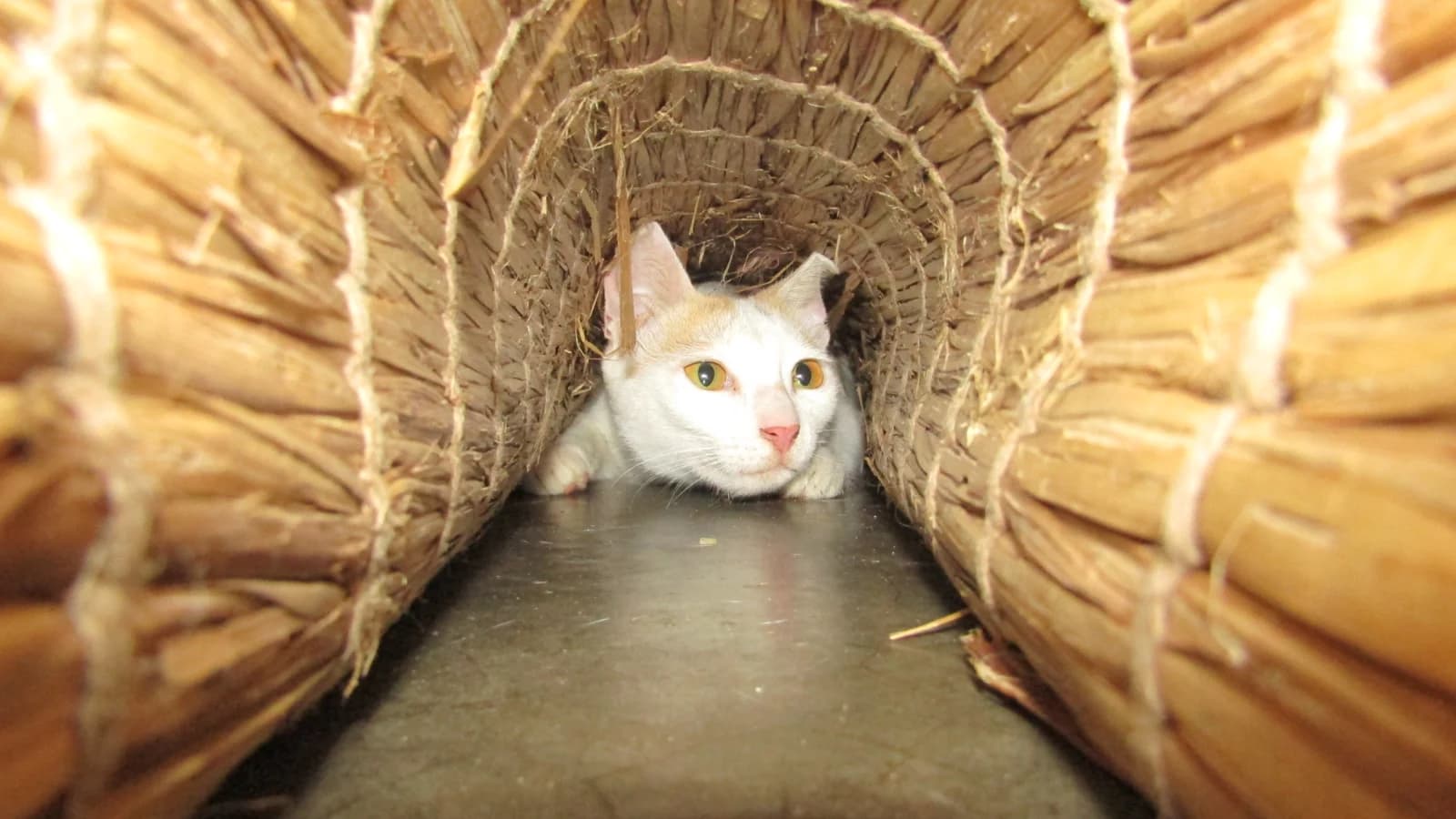 Le stress et l'anxiété chez le chat : reconnaître les signes et apaiser