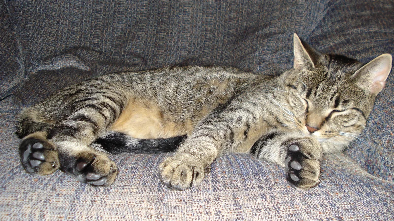 Le surpoids et l'obésité du chat : évaluer, comprendre, faire maigrir sans danger