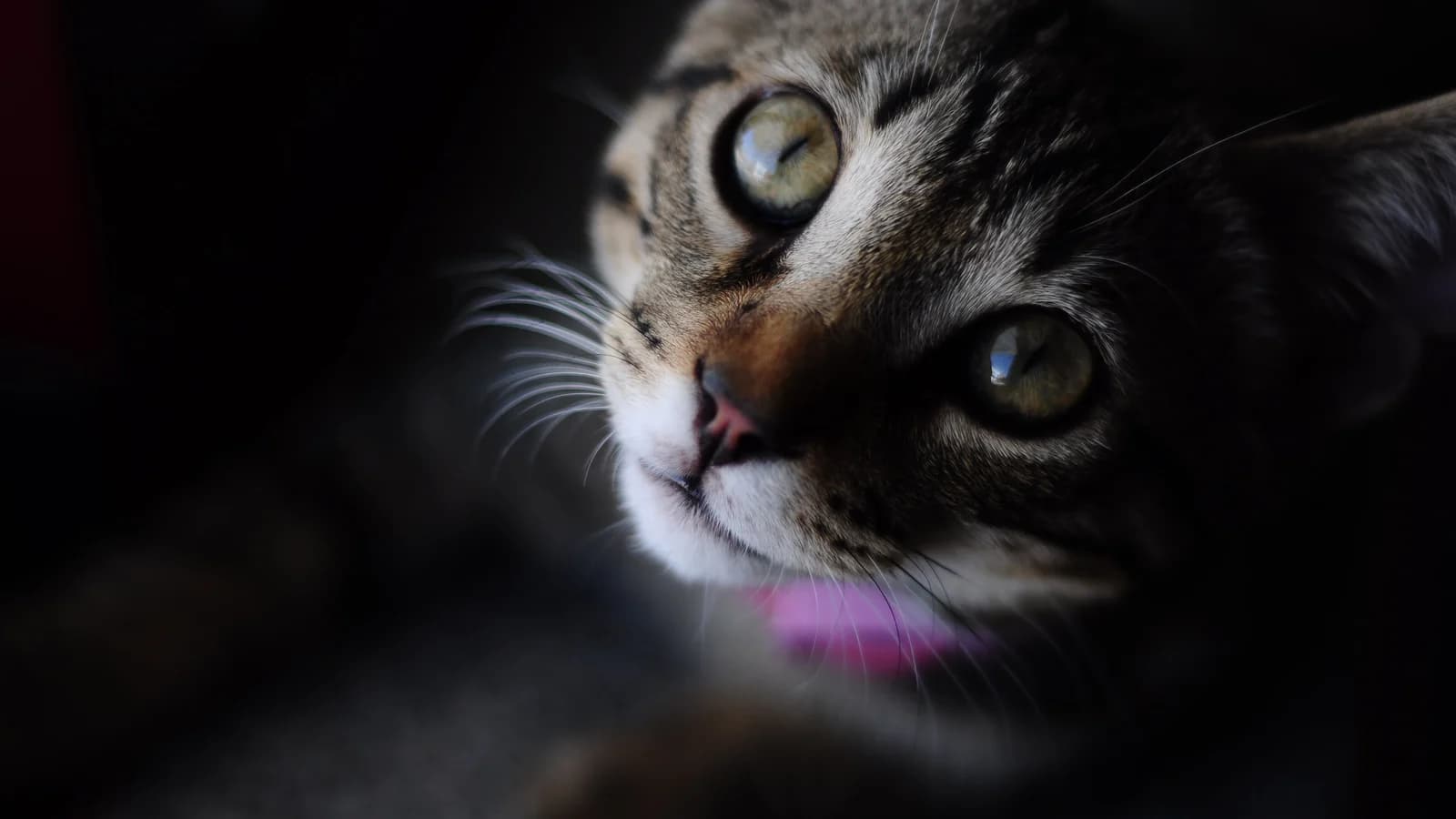 Symptômes du chat qui doivent alerter : quand consulter, quand foncer aux urgences