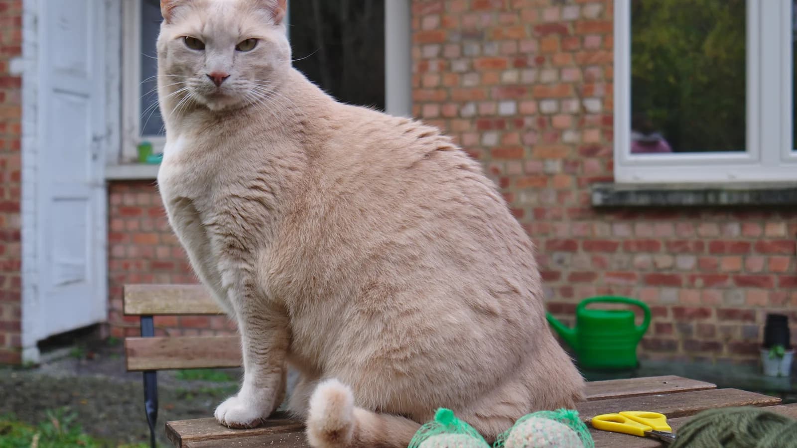 Aliments toxiques et interdits pour le chat : la liste et ce qu'il peut manger