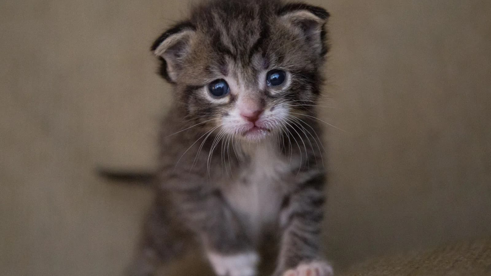 Vaccination du chat : quels vaccins, quel calendrier et quel prix