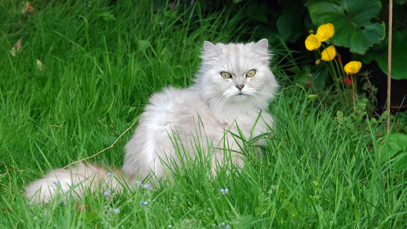 Vermifuge et antiparasitaires du chat : vers, puces et tiques