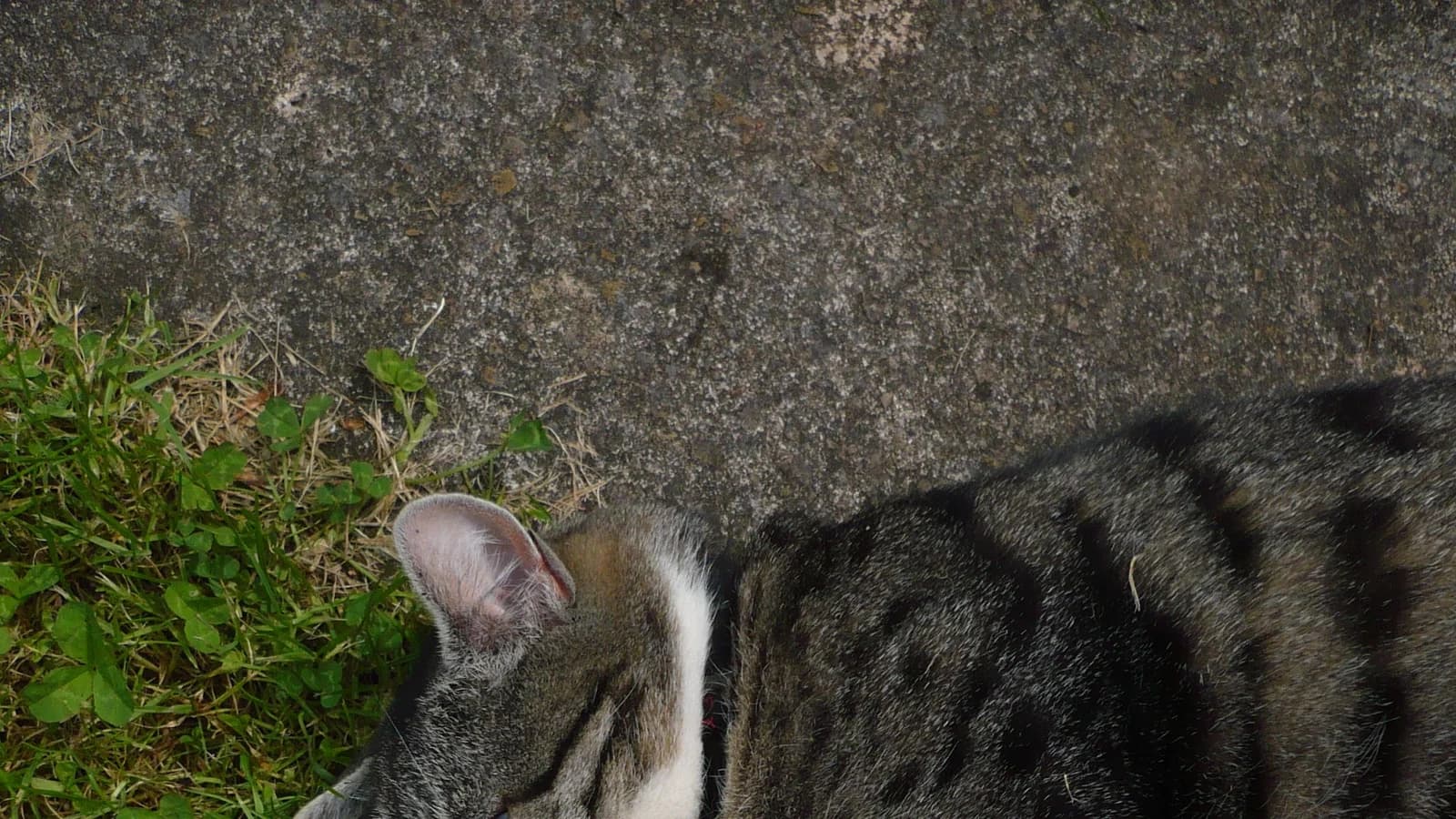 Chat qui vomit : causes, couleurs, et quand s'inquiéter