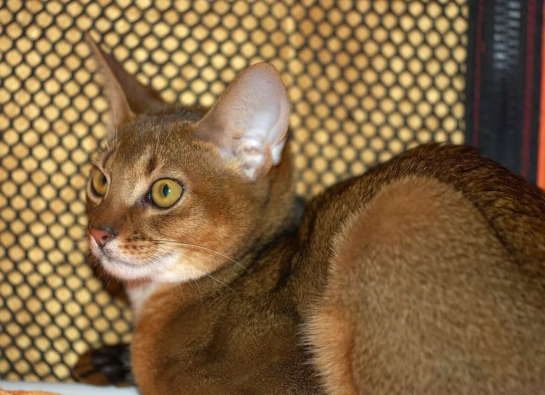 Abyssin couché, la tête tournée, grandes oreilles ouvertes et yeux vert doré