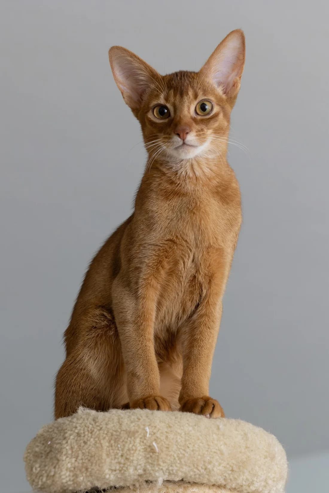Jeune abyssin roux assis bien droit sur un arbre à chat, sur fond gris de studio