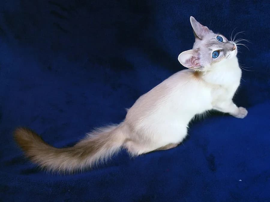 Chaton balinais aux yeux bleus, silhouette fine et queue déjà fournie