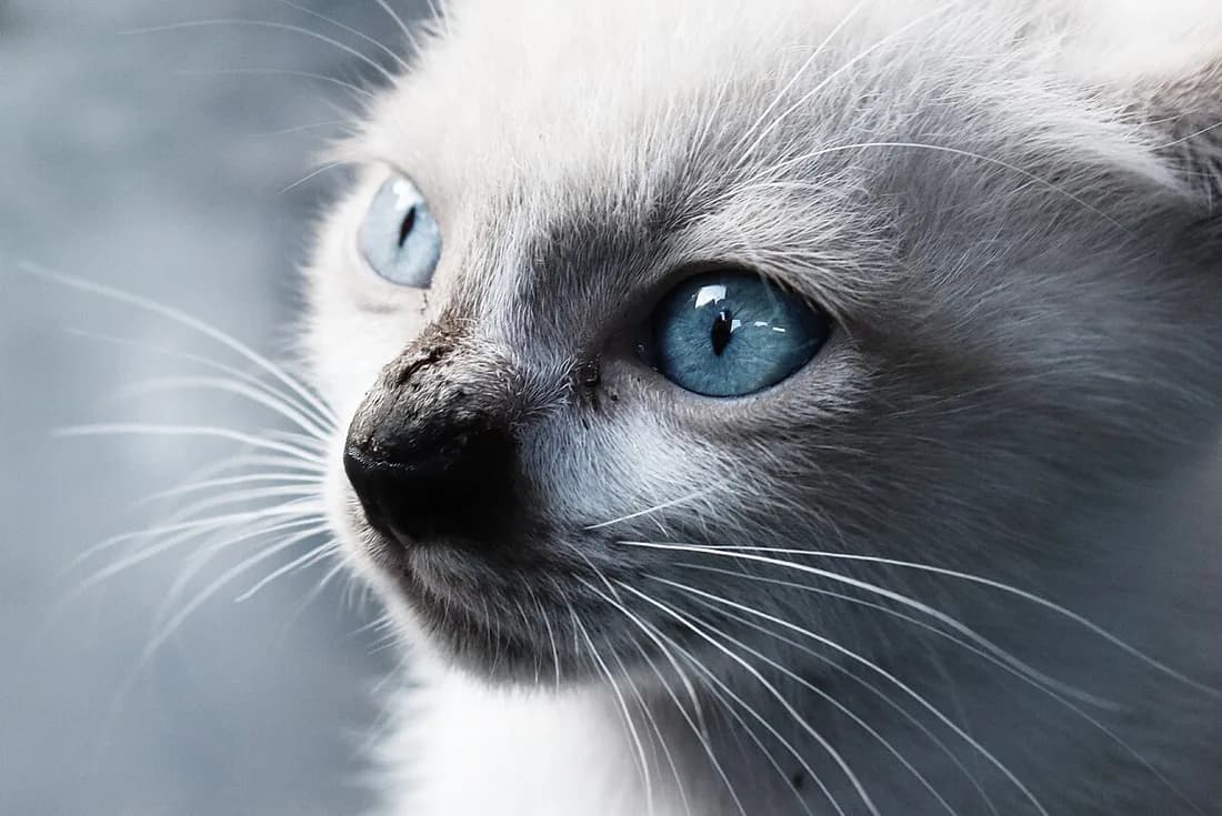 Chaton balinais aux yeux bleu intense, masque et pelage crème clair, portrait rapproché sur fond doux
