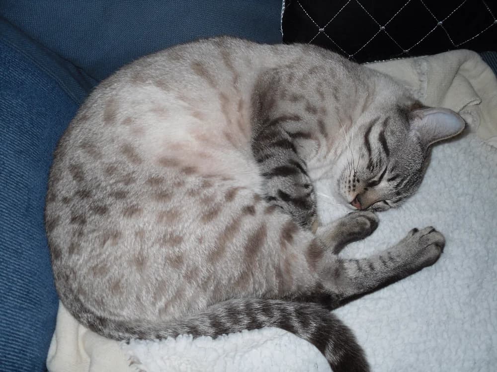 Bengal silver (argenté) lové, au motif tacheté sur fond clair