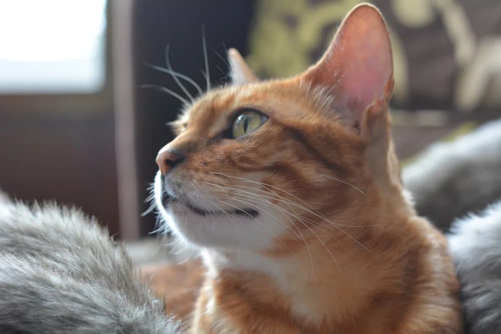 Bengal brun au regard levé, joues et museau marqués