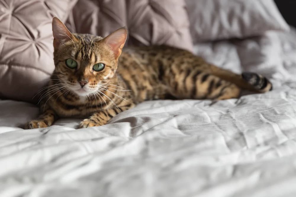 Bengal brun rosetté allongé sur un lit, aux yeux verts