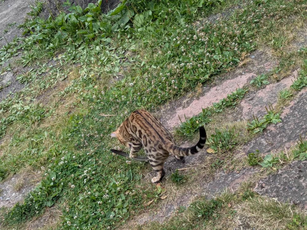 Jeune Bengal tacheté explorant dans l'herbe