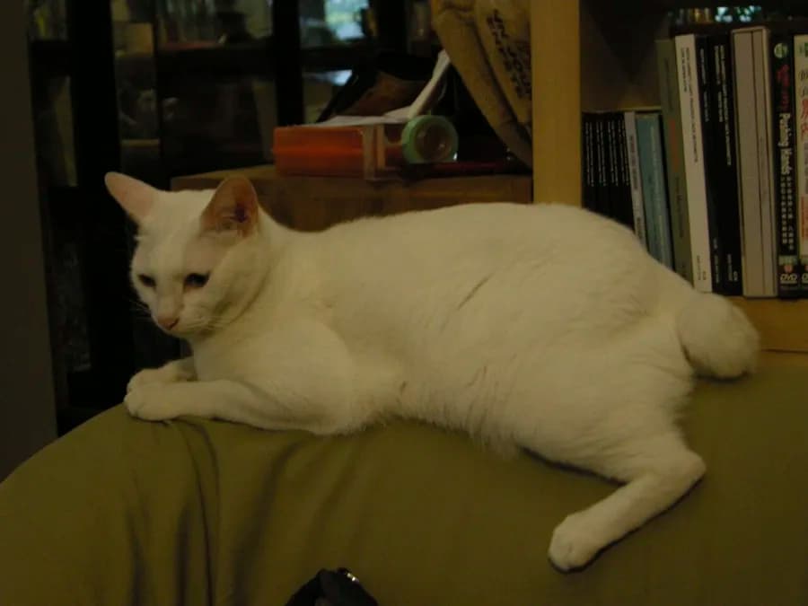 Bobtail japonais blanc couché, tête triangulaire et oreilles bien écartées