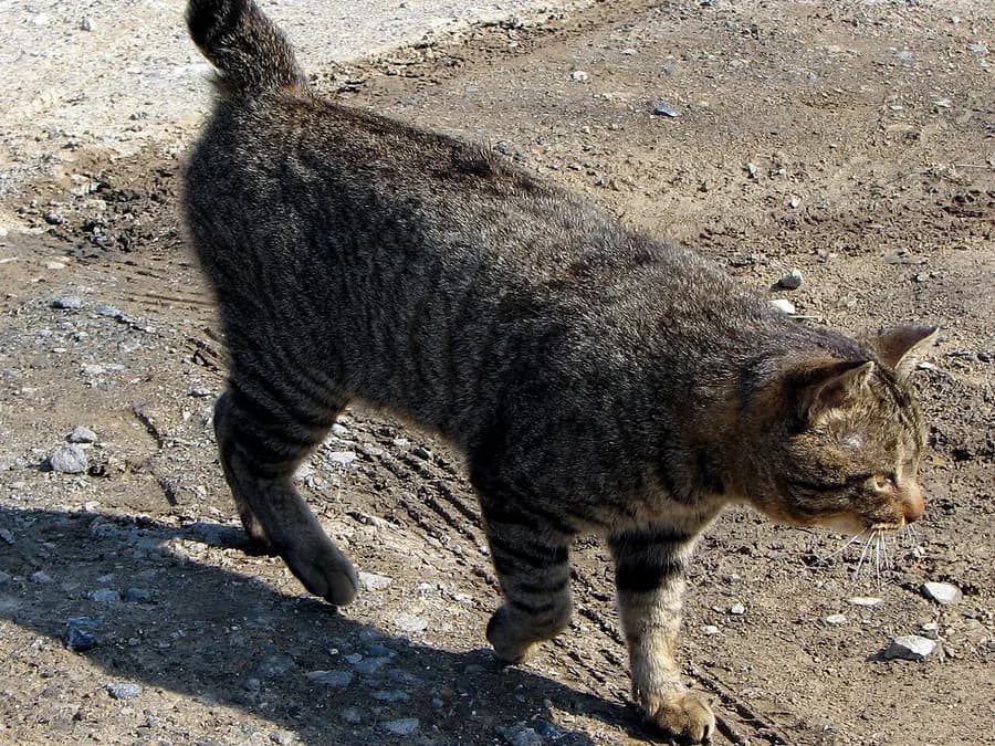 Bobtail japonais vu de dos, sa queue courte en pompon, trait unique de la race