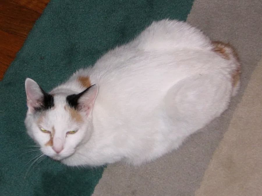 Bobtail japonais écaille et blanc, robe tricolore fréquente dans la race