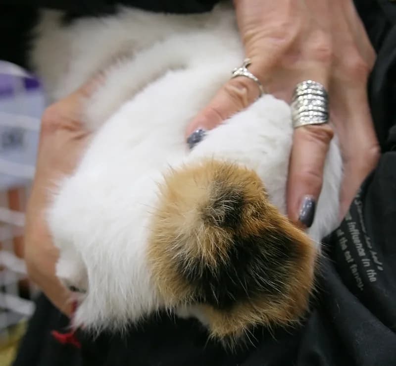 Gros plan sur la queue d'un bobtail japonais, un pompon de quelques centimètres qu'aucune autre race ne possède