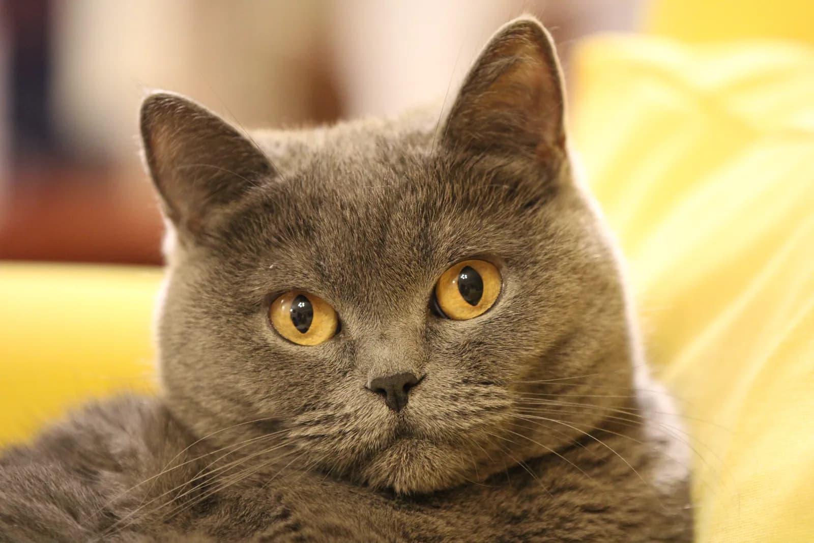 British Shorthair