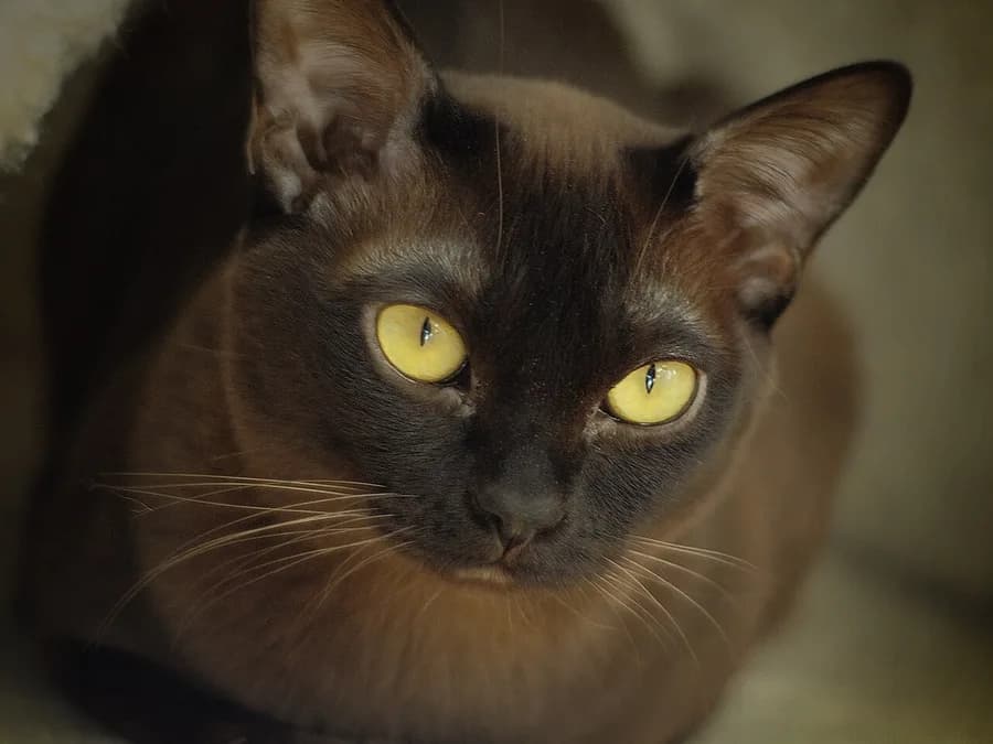 Burmese brun aux yeux dorés, tête arrondie et regard direct