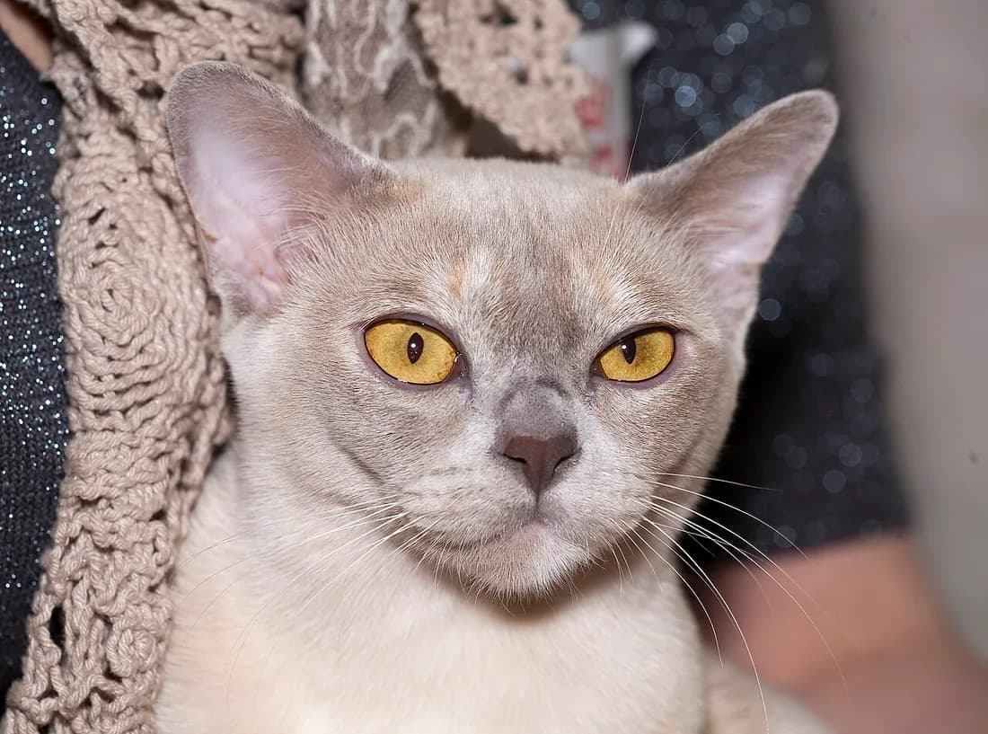 Portrait de burmese lilas, grands yeux dorés et museau court légèrement busqué