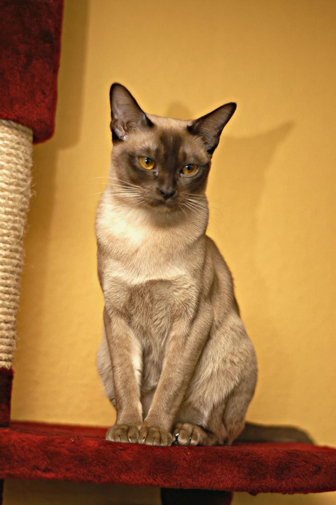 Burmese chocolat assis bien droit, silhouette élancée et musclée au poil ras beige lustré, grands yeux dorés