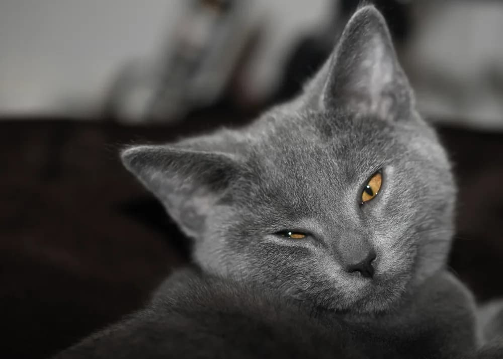 Portrait d'un Chartreux bleu au regard doré