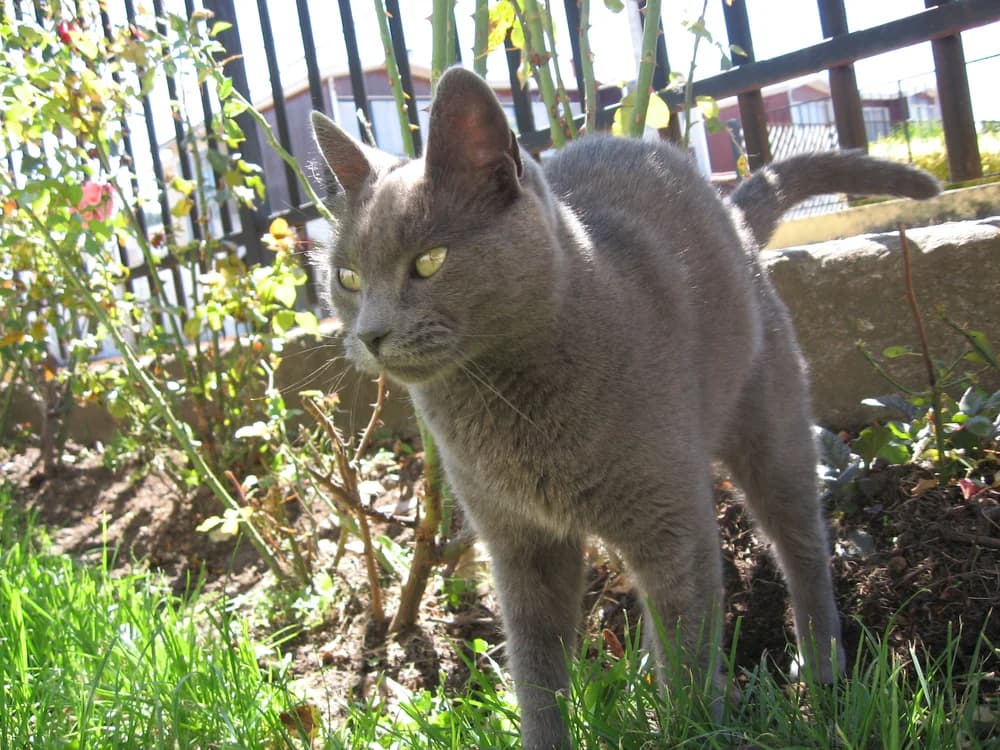 Chartreux bleu debout en extérieur